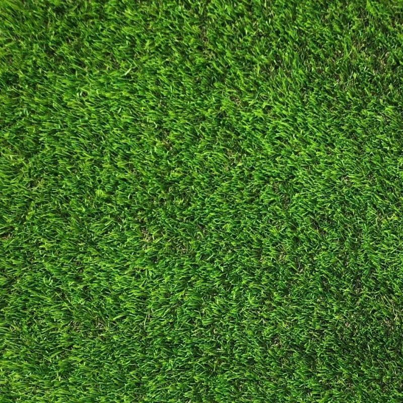 CCGrass Lissome 45_3